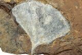Fossil Ginkgo Leaf From North Dakota - Paleocene #232007-2